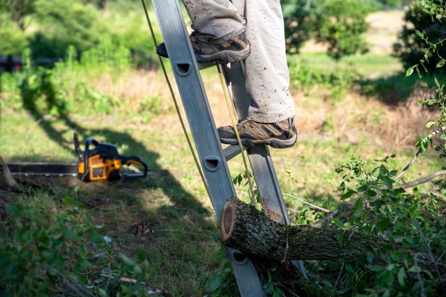 summer tree maintenance