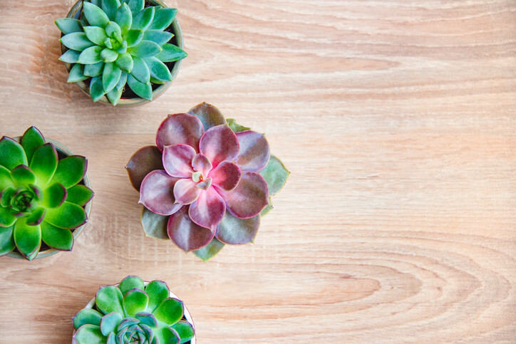 Indoor Garden Succulents