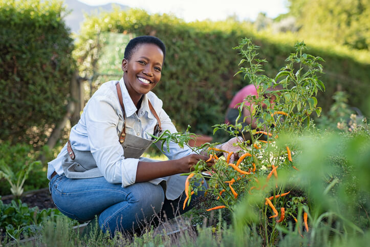 Backyard Gardening