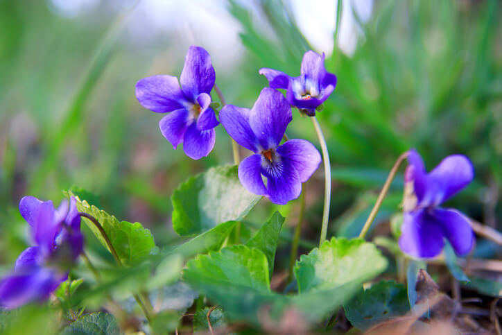 Bee-friendly garden flower