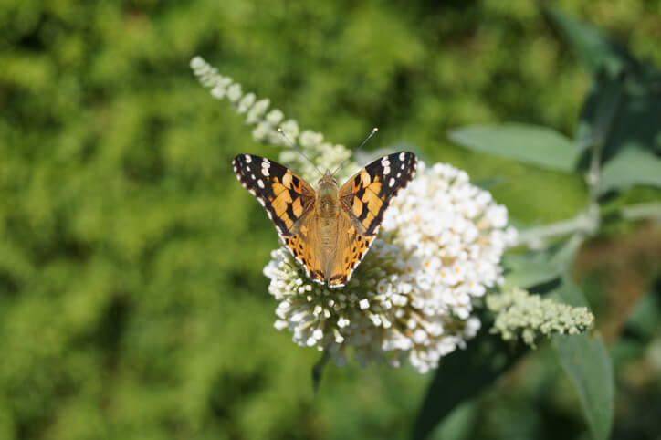 Bee-friendly garden ideas