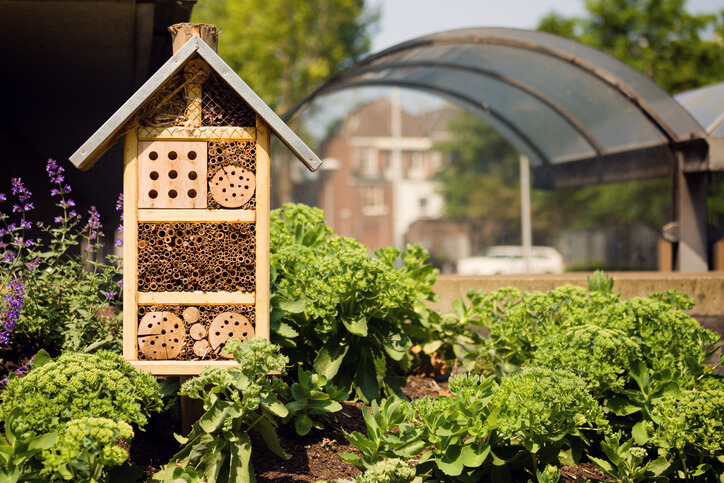 Bee-Friendly Garden, Bee-Friendly Flowers