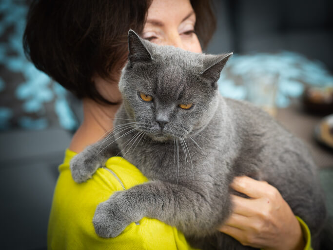 Gray Cat With Owner