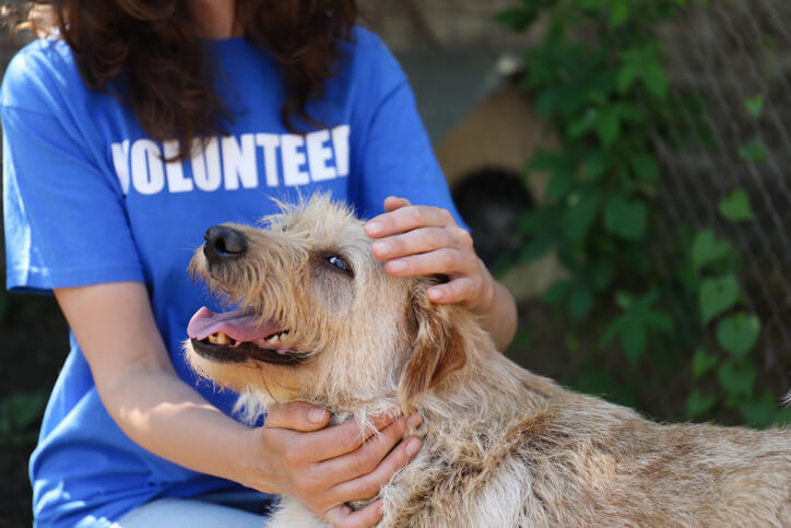 Benefits of Volunteering with Animals