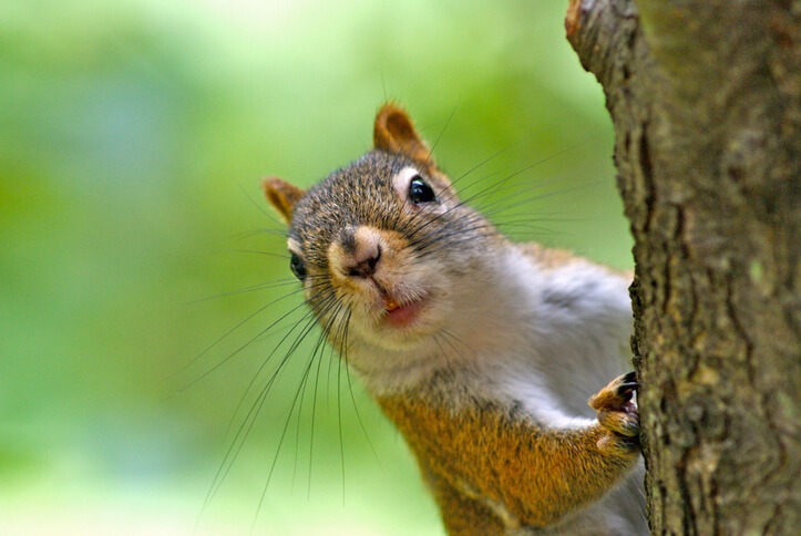 Cute Squirrel