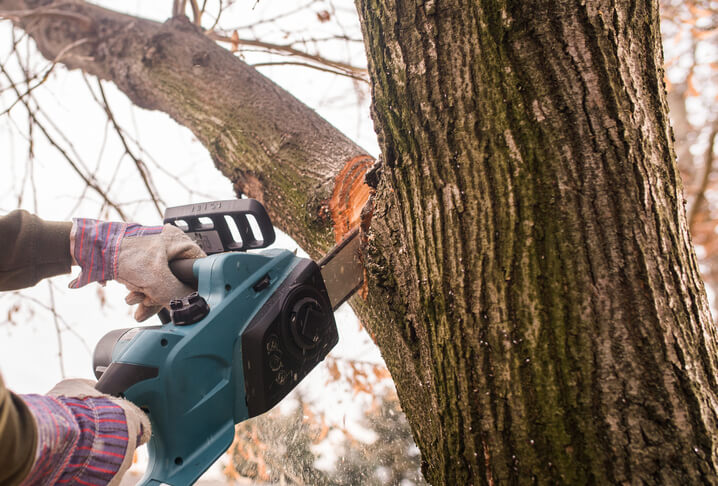 Trim trees for wind safety