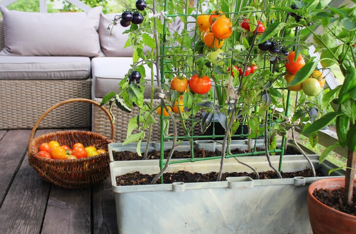 How to grow tomato plants