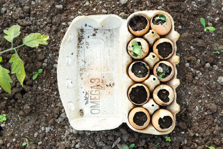 Vegetable seeds