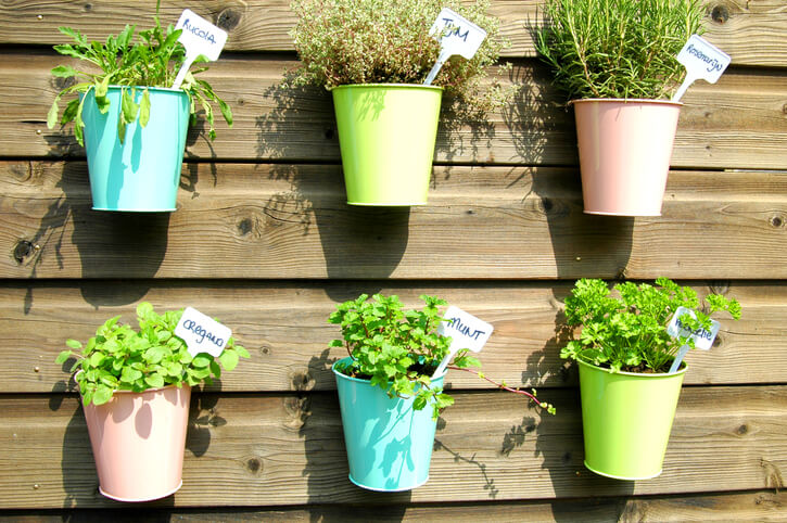 Easy to grow herbs