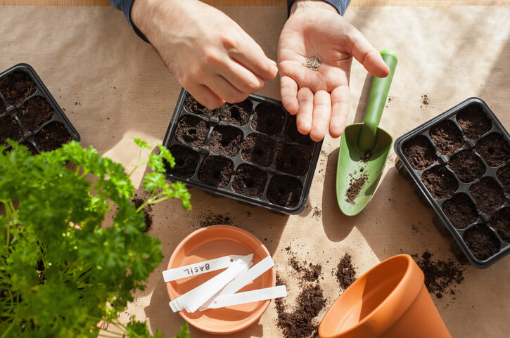 How to start a garden