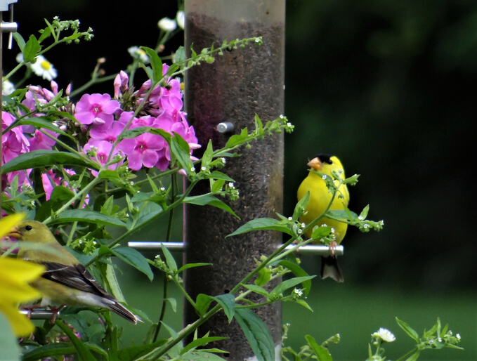 Create a Garden Wildlife Sanctuary