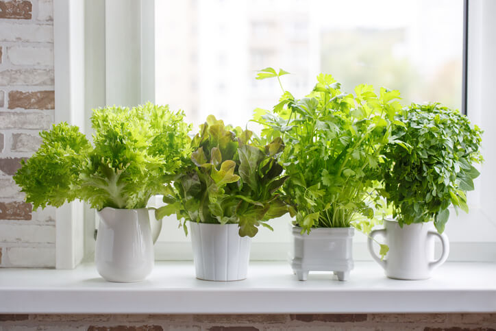 Set out Small Pots of Herbs in the Kitchen