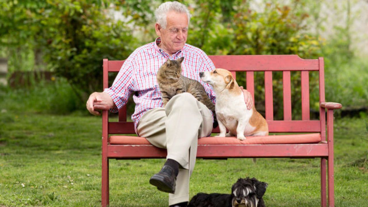 elderly cat sanctuary