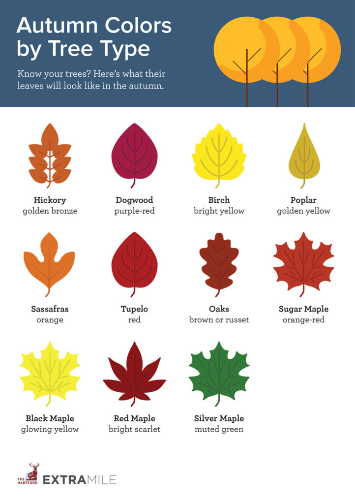 Autumn Leaf Colors by Tree Type
