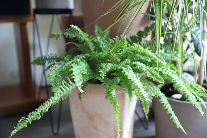 Boston Fern Plants for Health