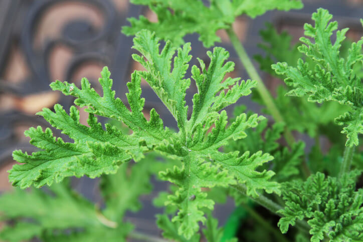 Citronella Plant