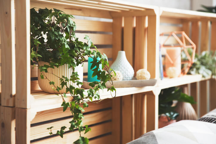 English Ivy Plant on Shelf