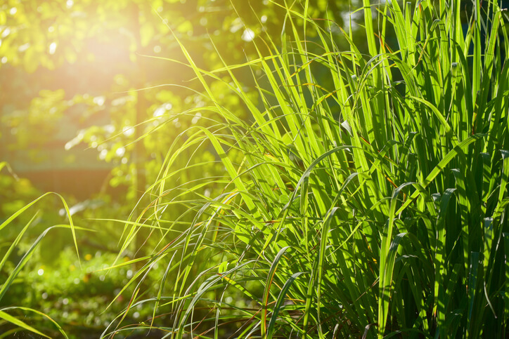 Lemongrass Plants for Health