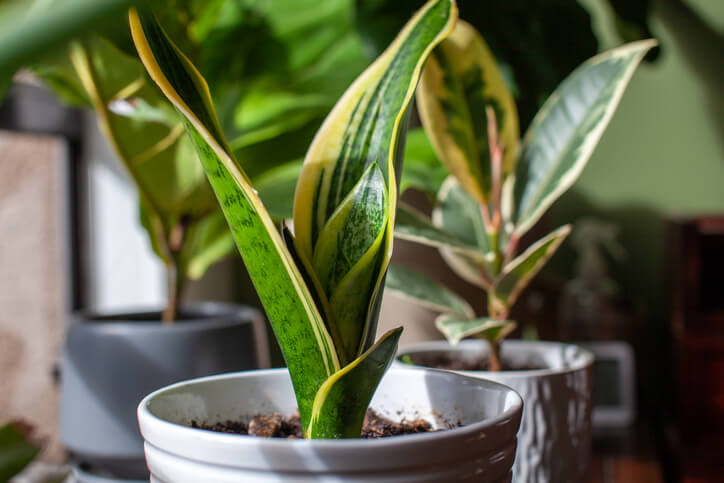 Mother in Laws Tongue Snake Plant