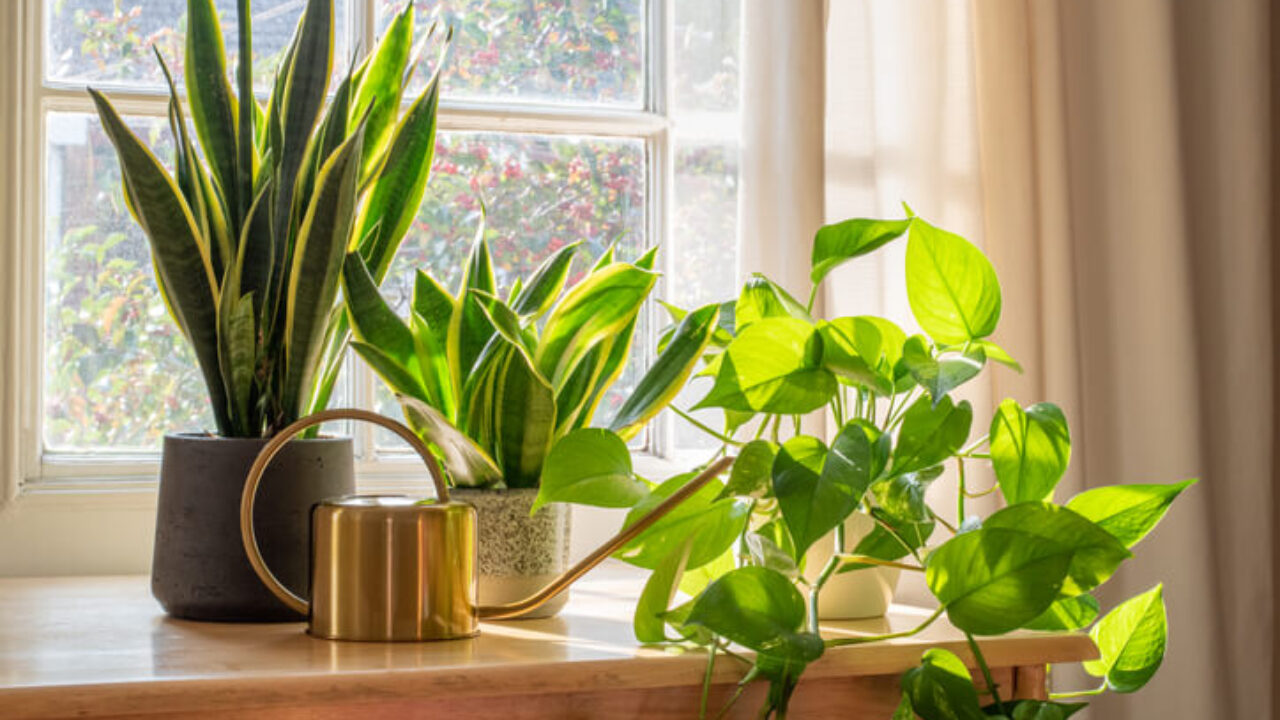 Plants for Health Benefits | Indoor and Ourdoor Plants | Extra Mile