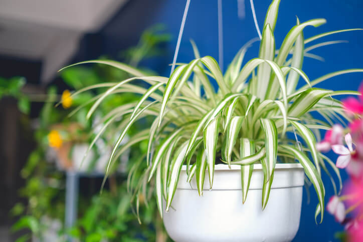 Spider Plants for Health