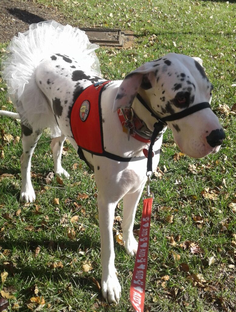 Ola Pet Therapy Dog