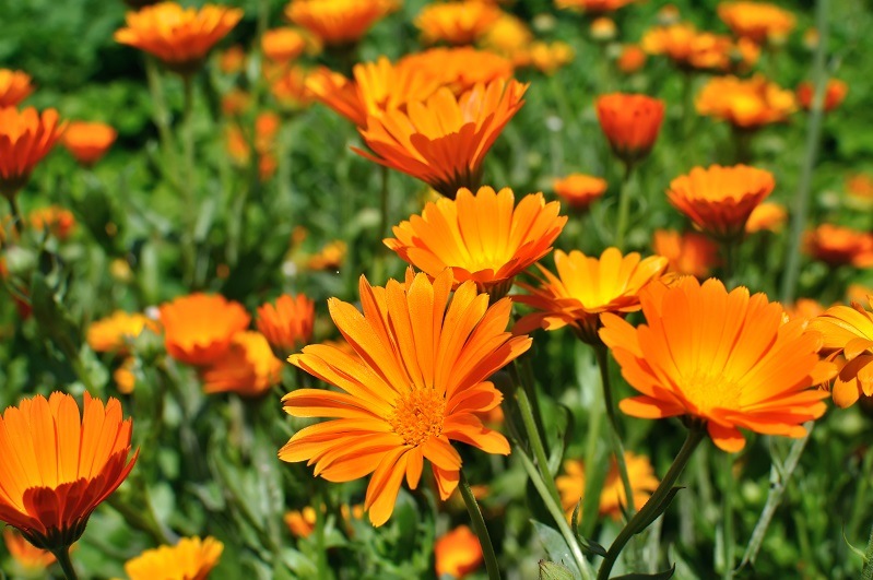 Calendula