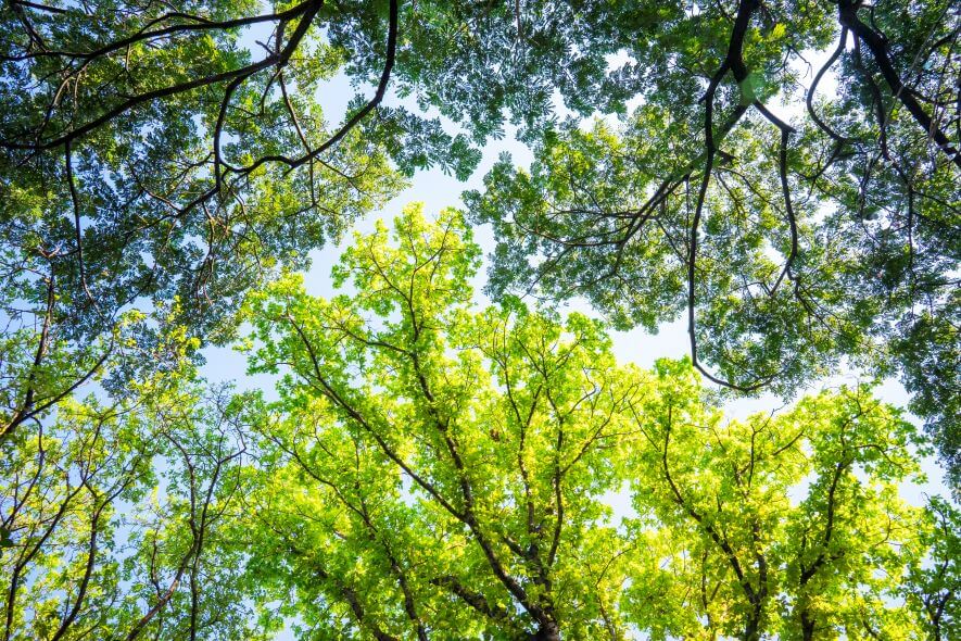 tree canopy